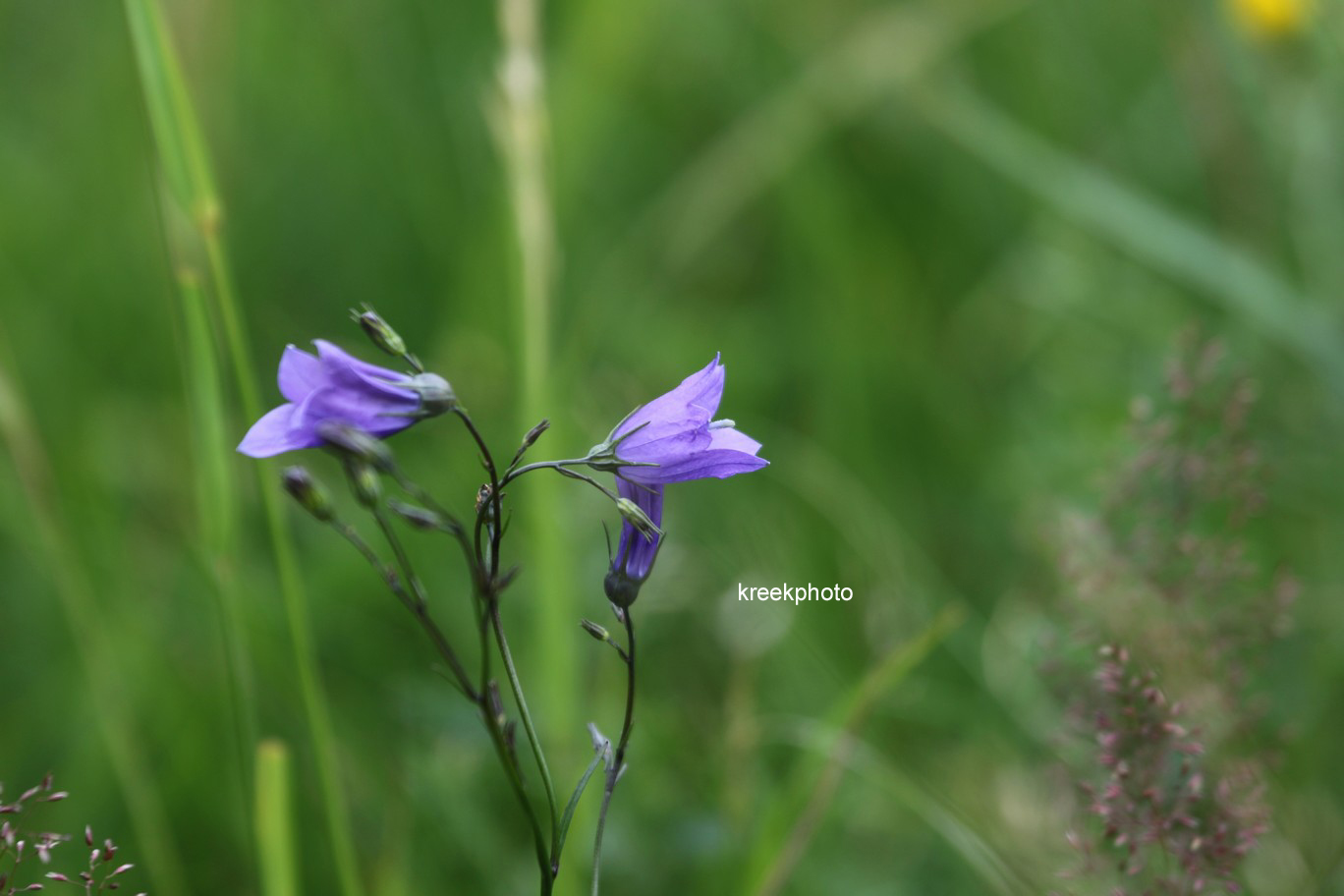 Campanula cochleariifolia