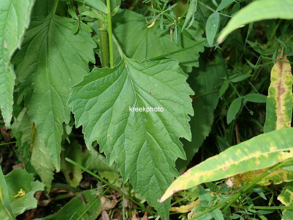 Campanula rapunculoides