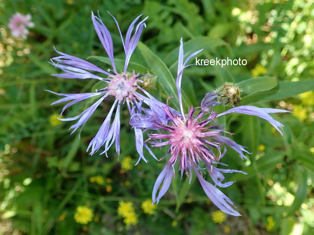 Centaurea montana