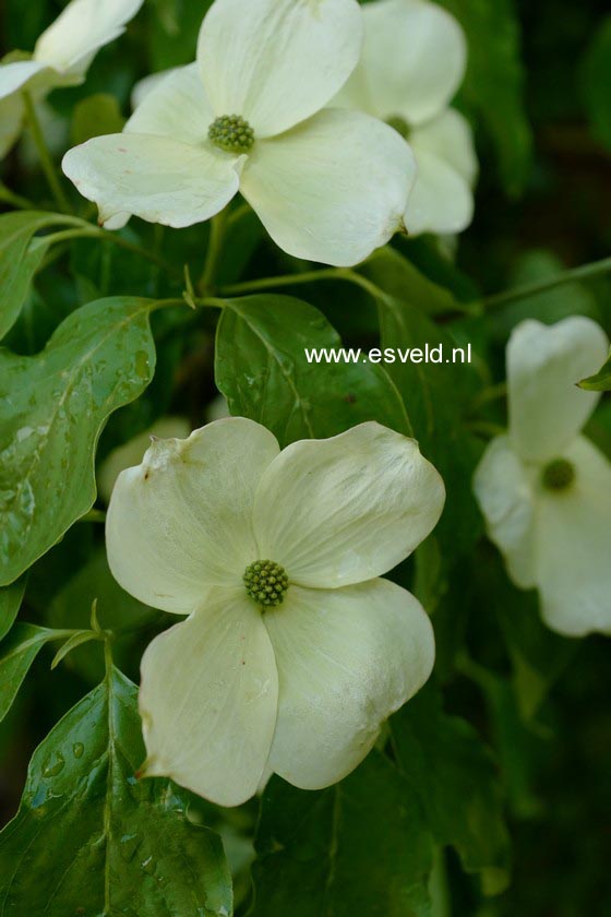 Cornus 'Rutdan' (CELESTIAL / GALAXY)