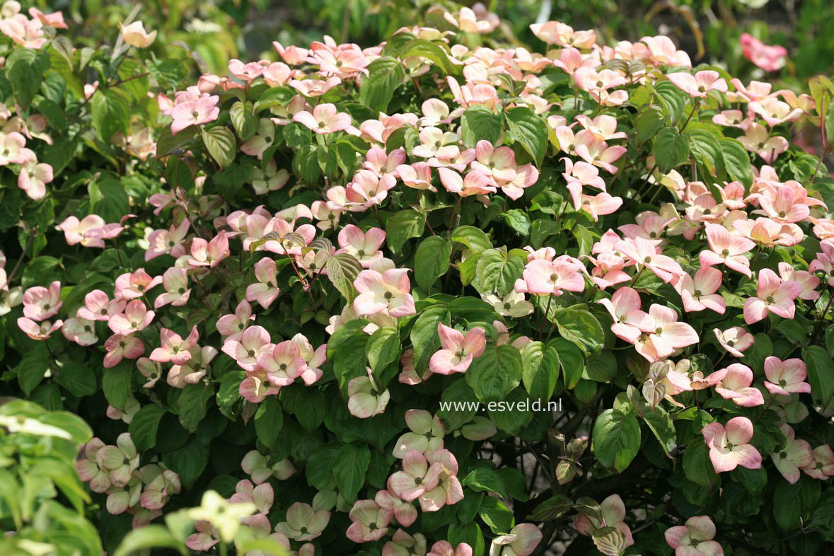 Cornus kousa 'Satomi'