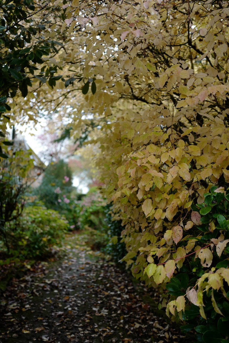 Cornus sanguinea 'Midwinter Fire'