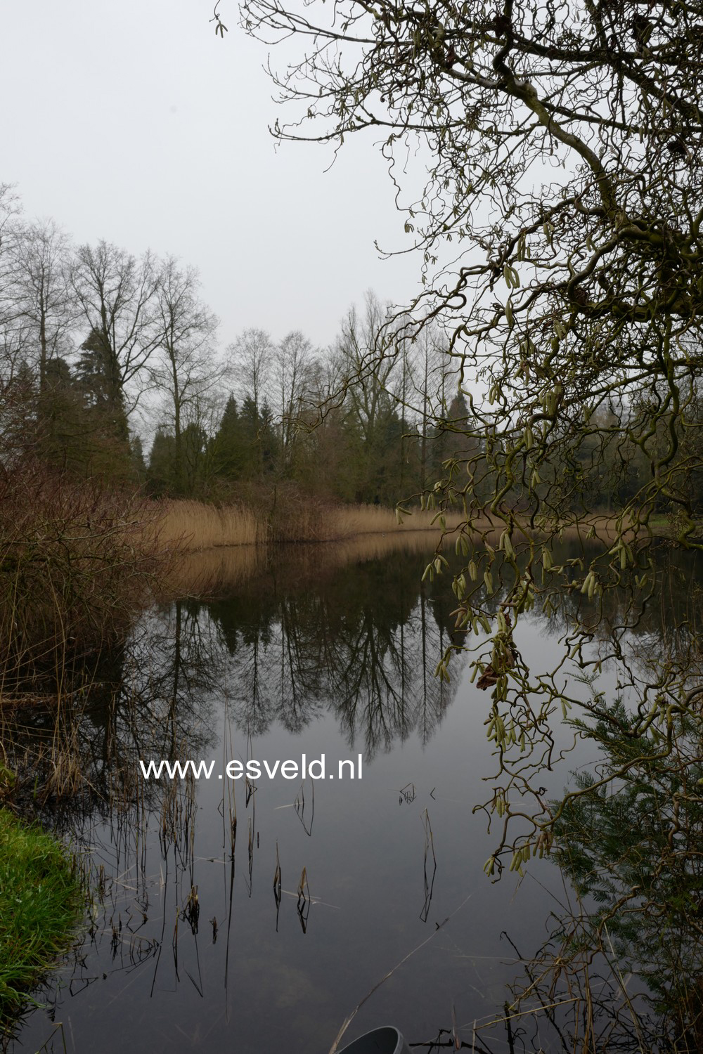Corylus avellana 'Contorta'