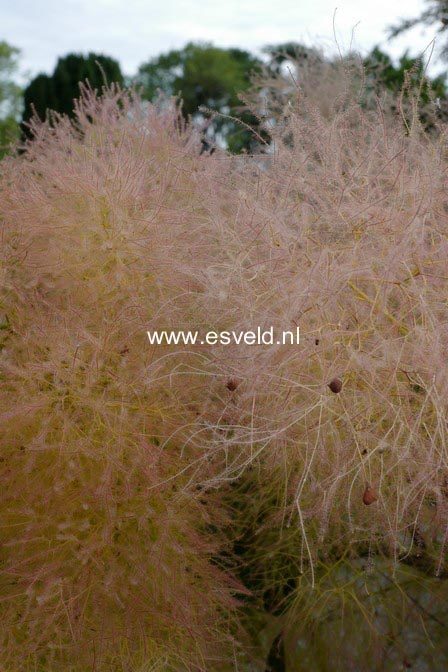 Cotinus coggygria 'Young Lady'