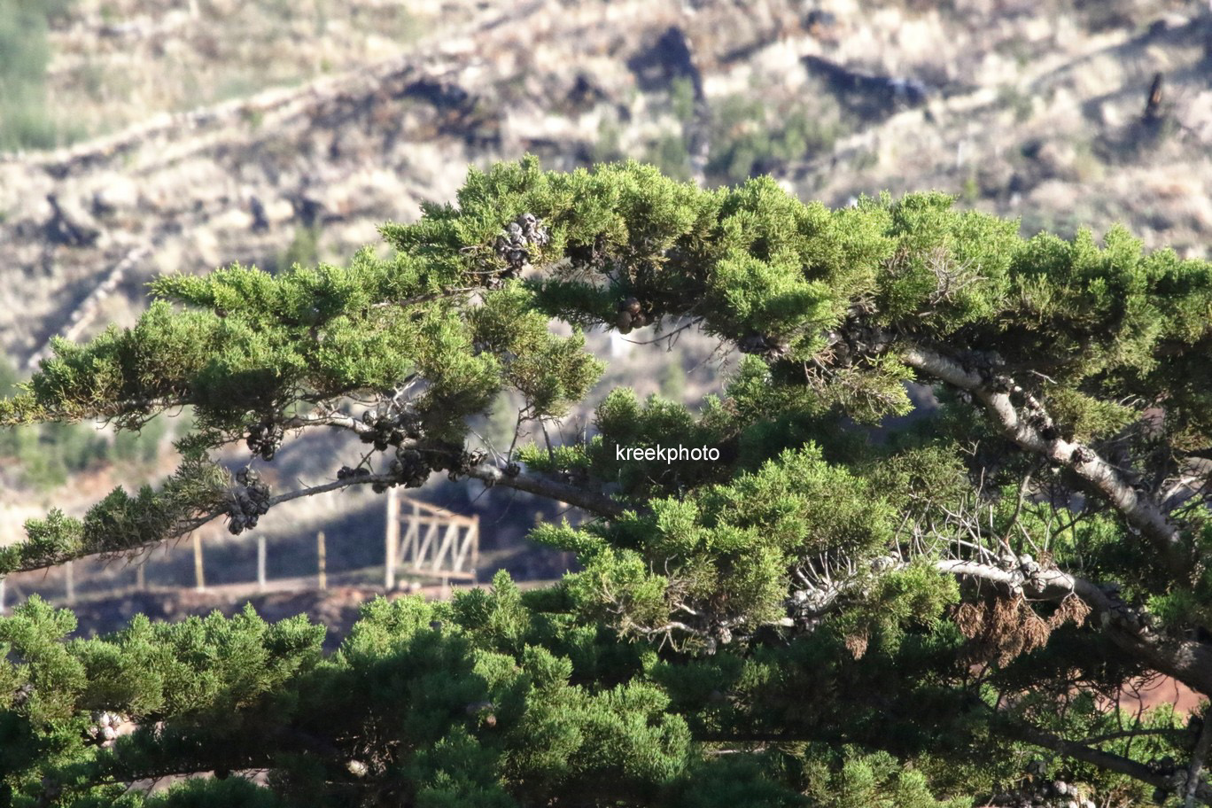 Cupressus macrocarpa