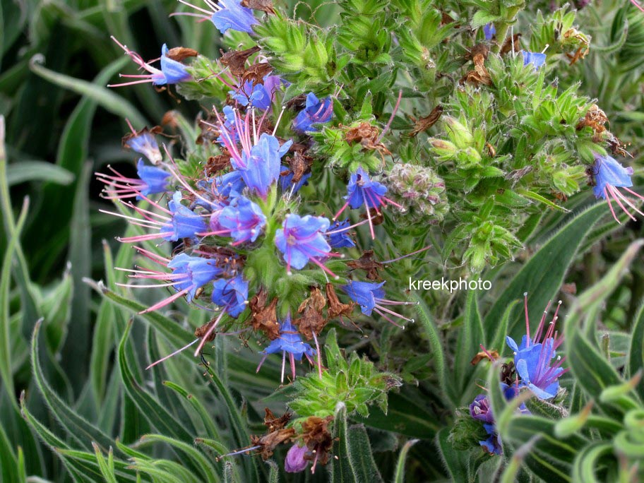 Echium vulgare
