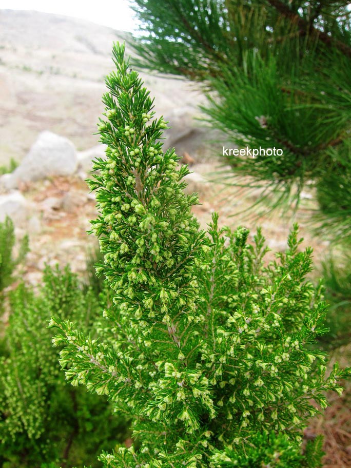 Erica arborea