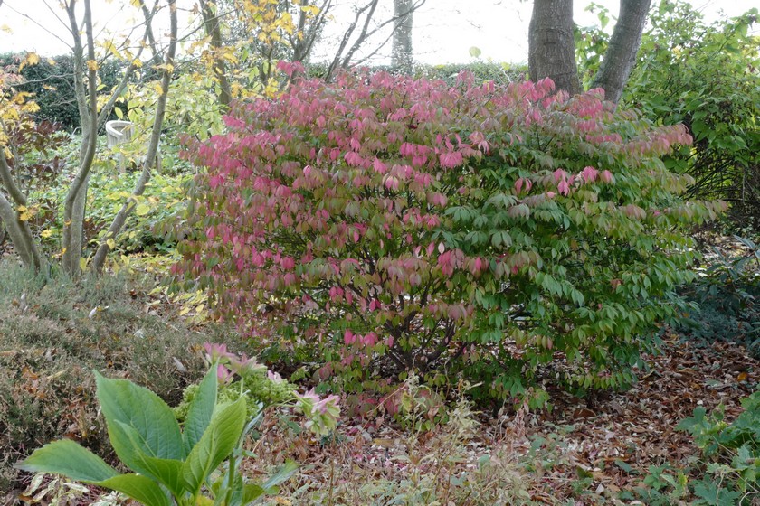 Euonymus alatus
