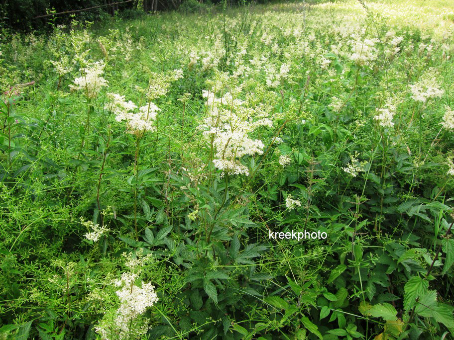 Filipendula ulmaria