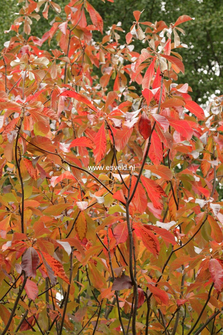 Franklinia alatamaha