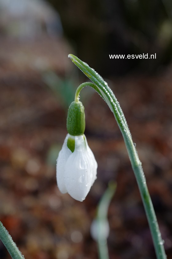 Galanthus nivalis