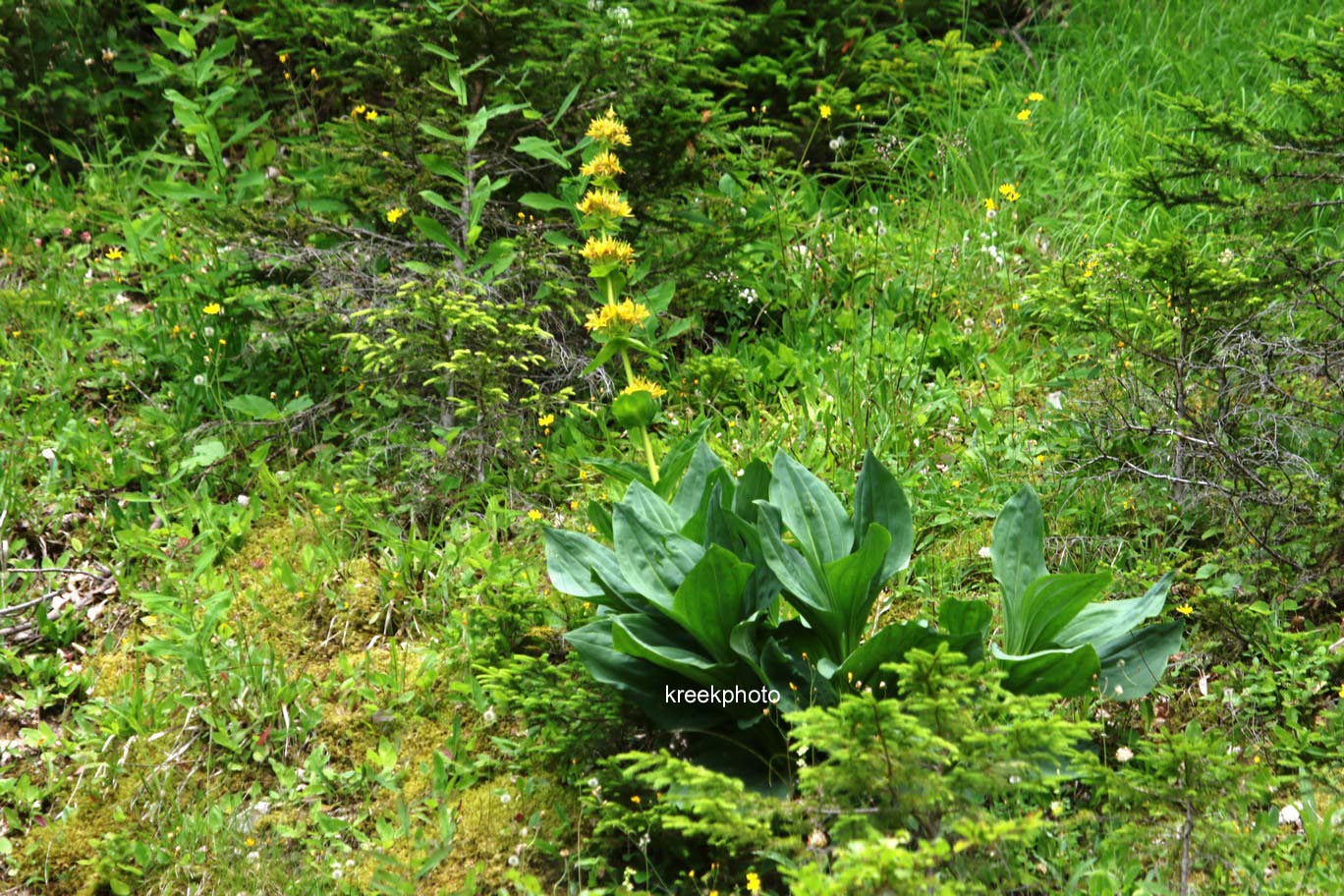 Gentiana lutea