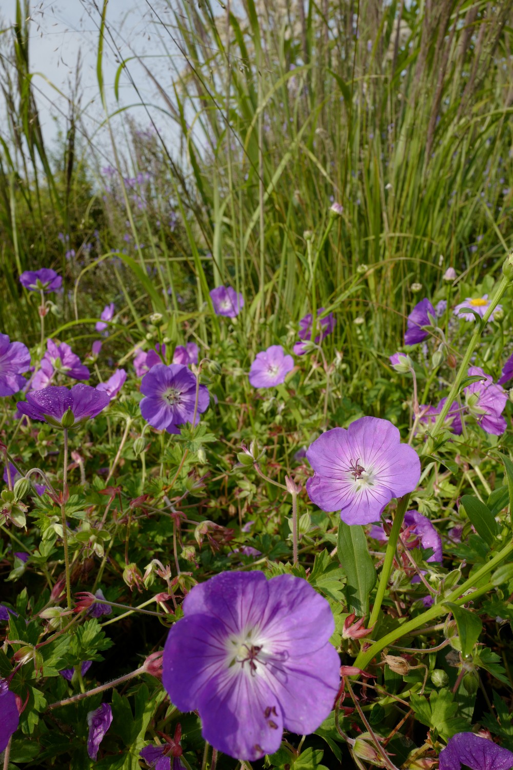Geranium 'Rozanne'