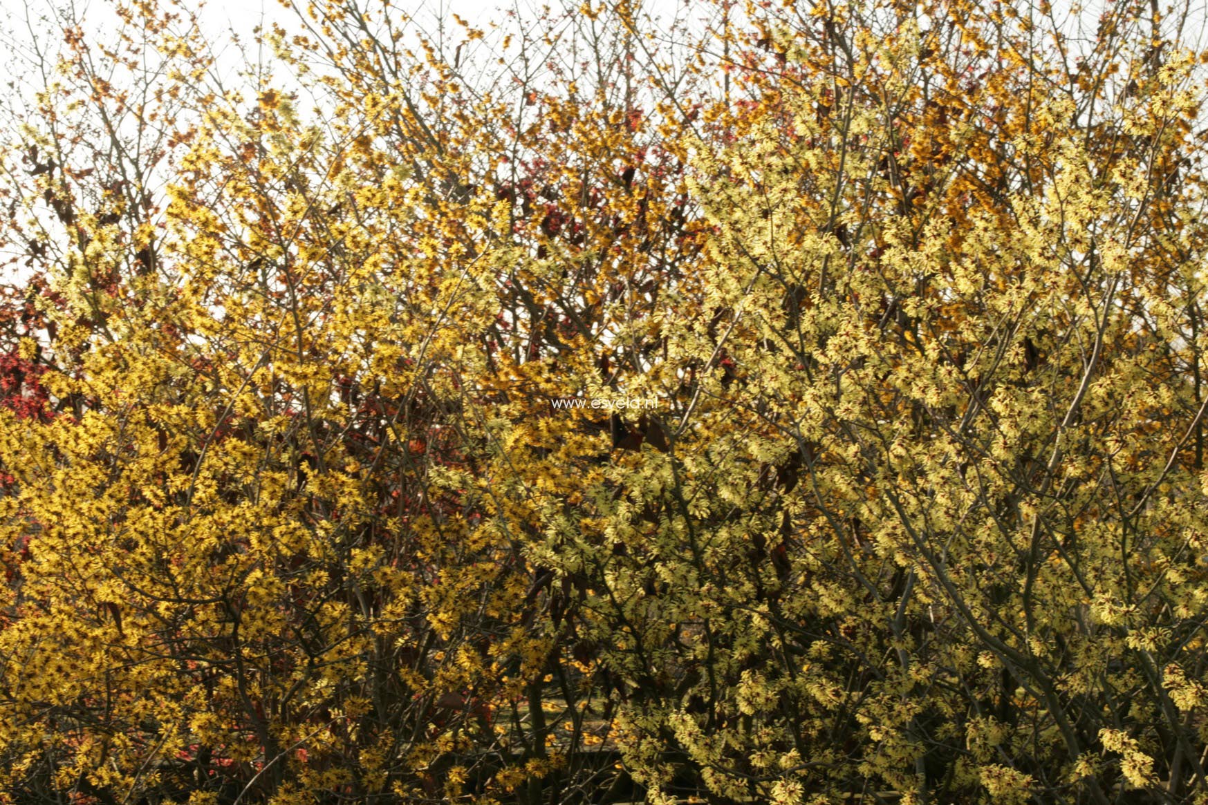 Hamamelis intermedia