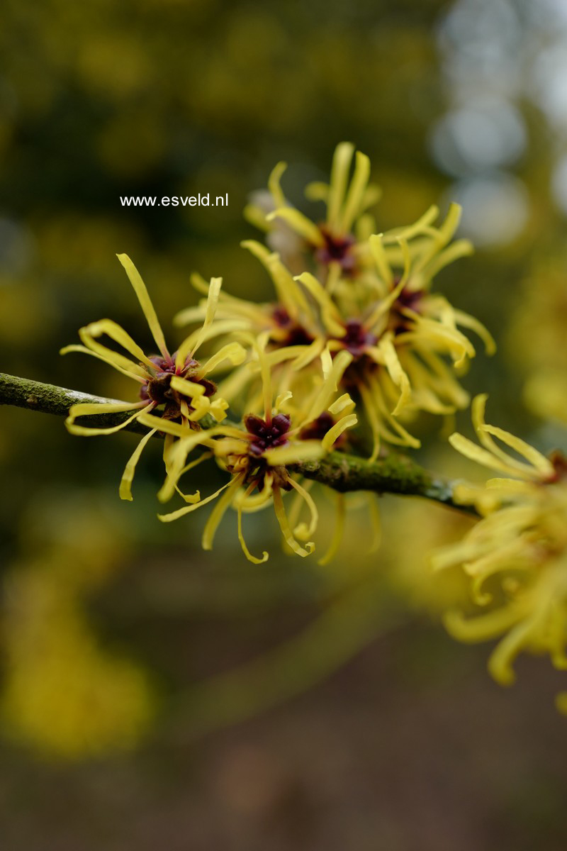 Hamamelis mollis 'Boskoop'
