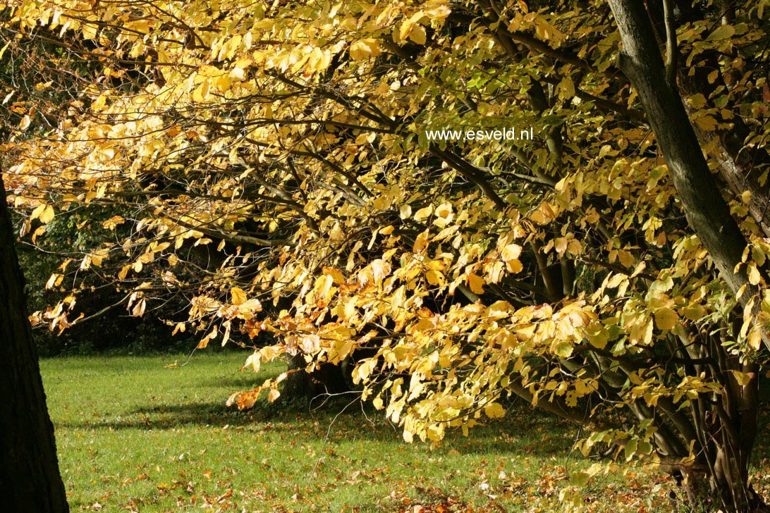 Hamamelis virginiana