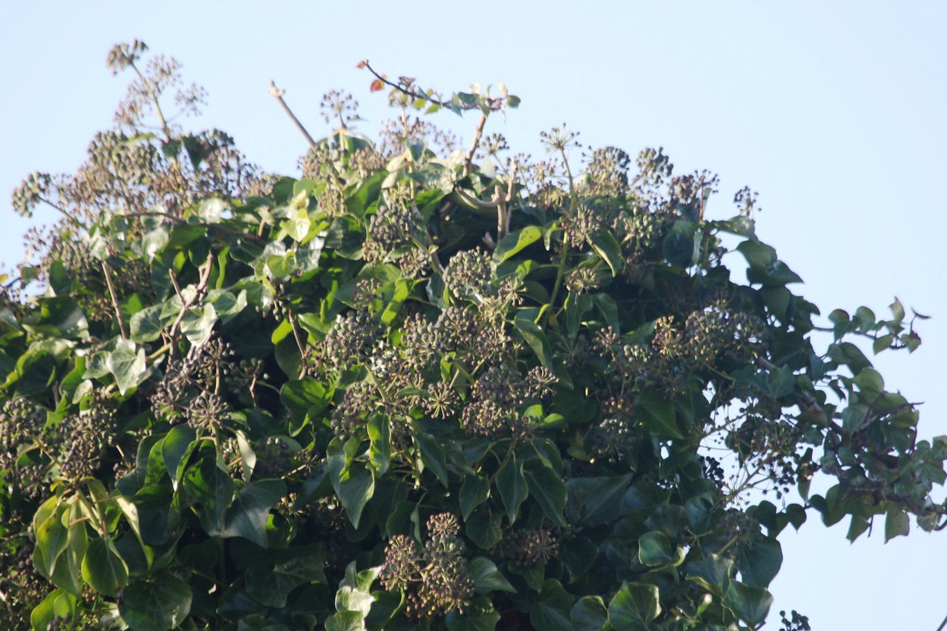Hedera helix