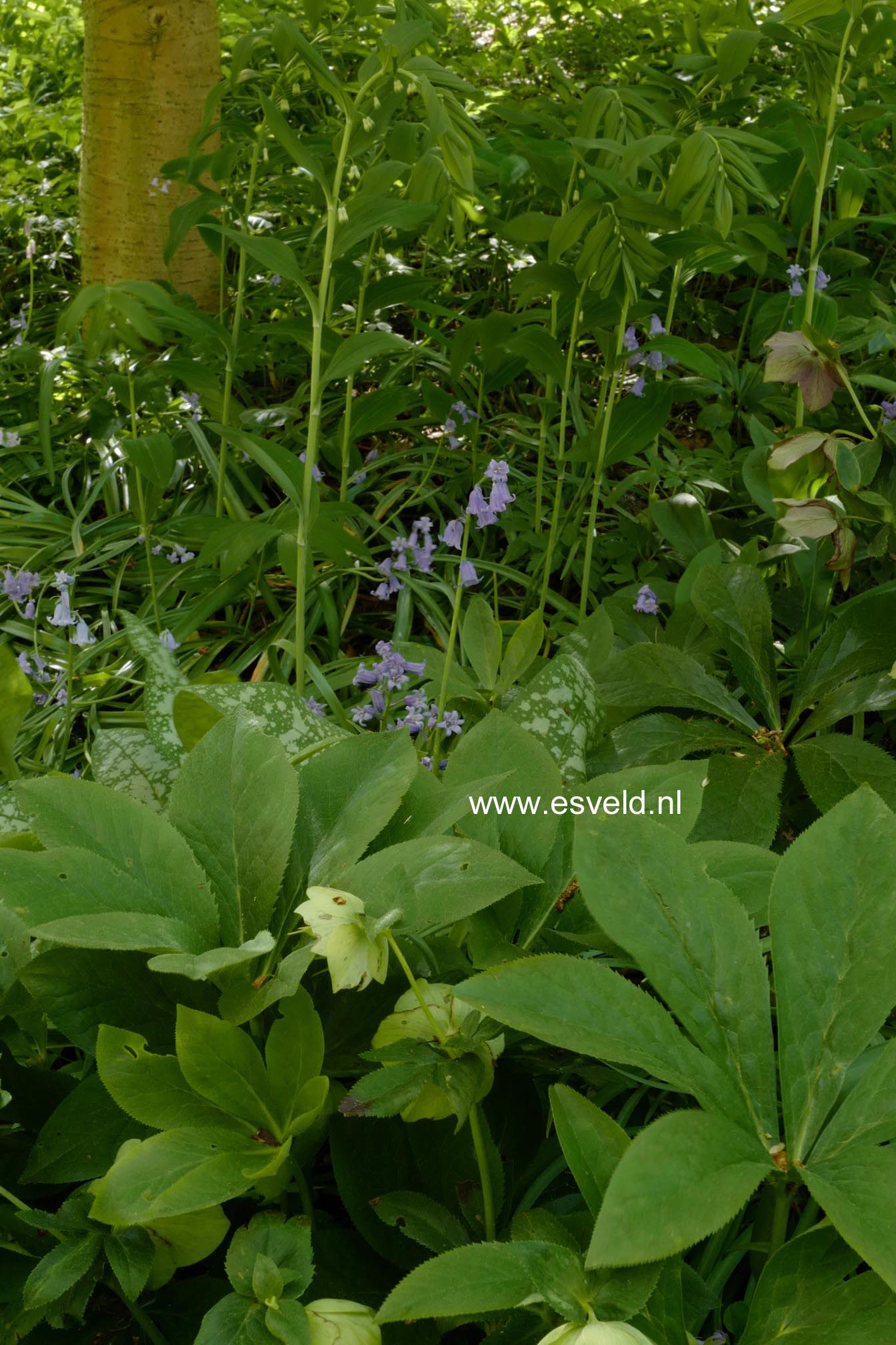 Helleborus orientalis