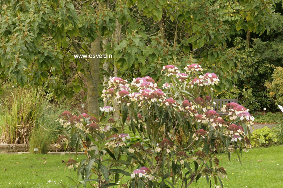 Hydrangea aspera strigosa