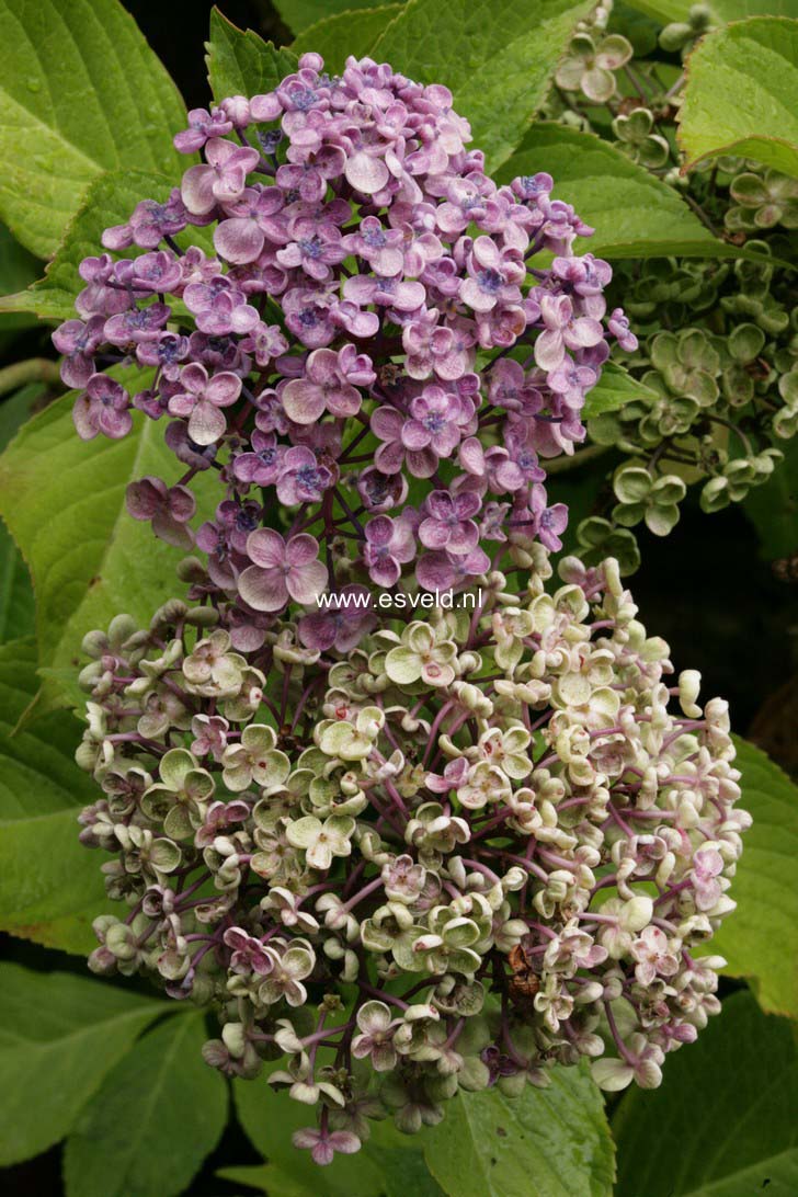 Hydrangea macrophylla 'Ayesha'