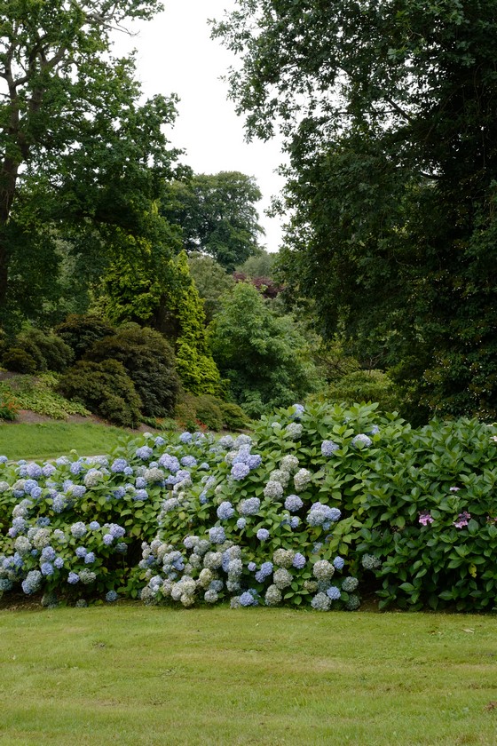 Hydrangea macrophylla 'Generale Vicomtesse de Vibraye'