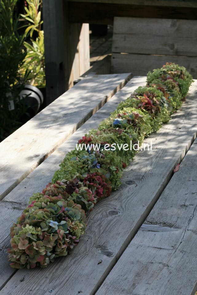 Hydrangea macrophylla