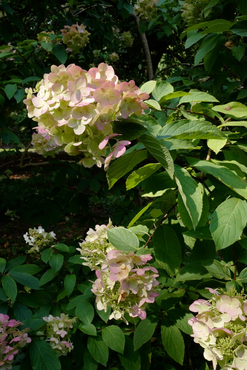 Hydrangea paniculata 'Unique'