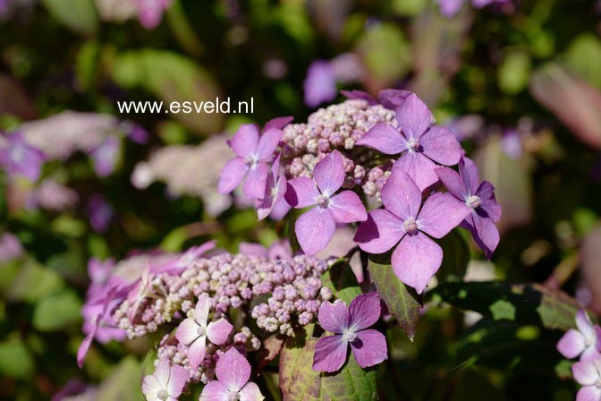 Hydrangea serrata 'Kuro-hime'