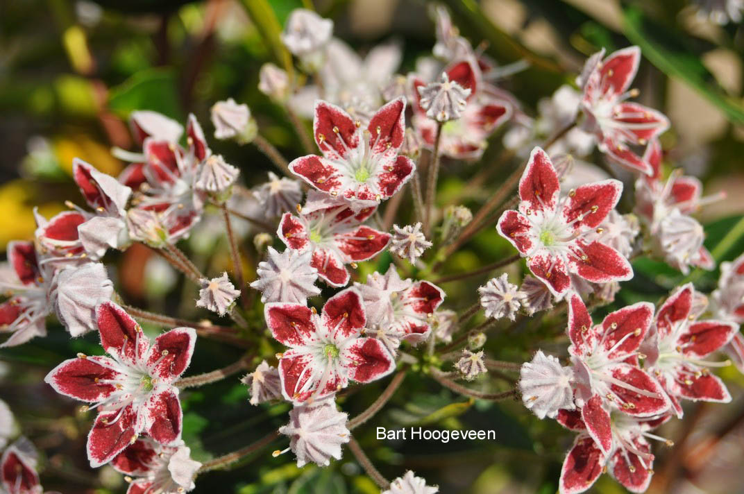 Kalmia latifolia 'Galaxy'