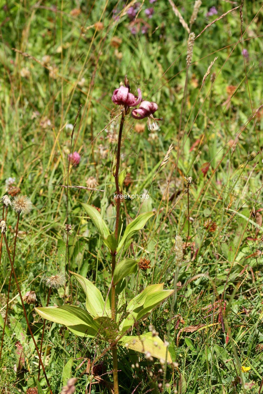 Lilium martagon