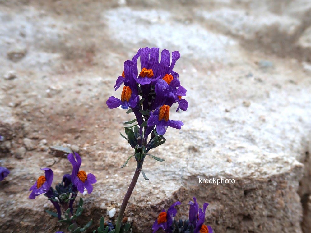 Linaria alpina