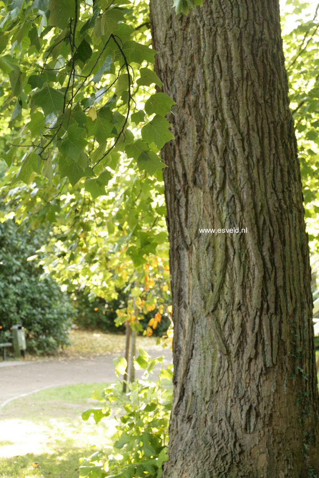 Liriodendron tulipifera