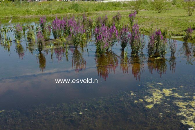 Lythrum salicaria