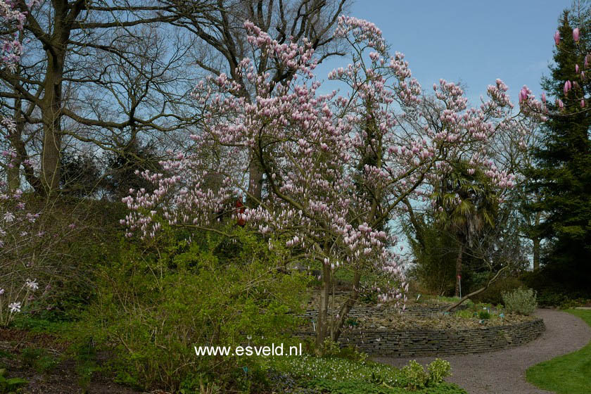 Magnolia soulangeana