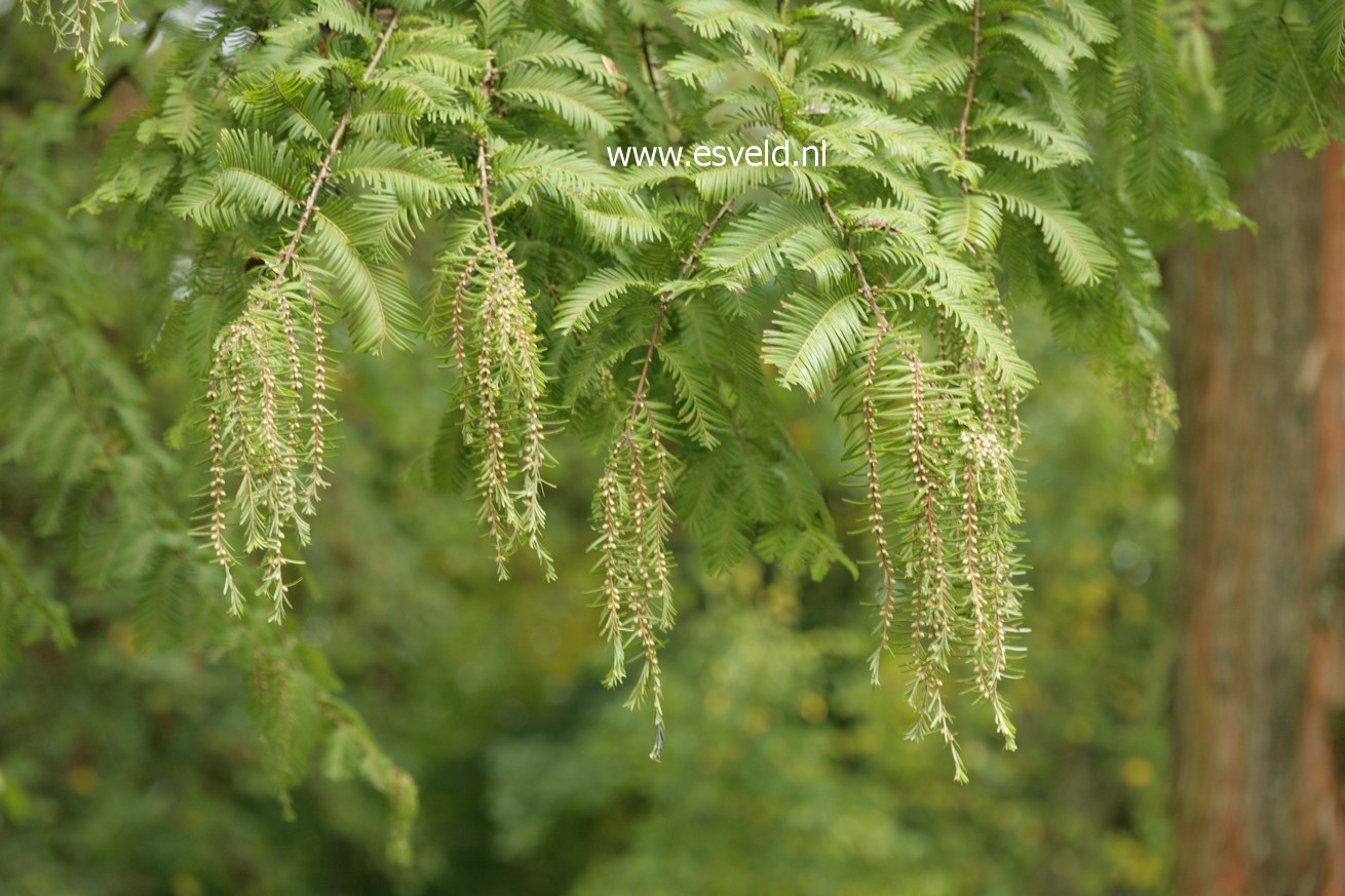 Metasequoia glyptostroboides