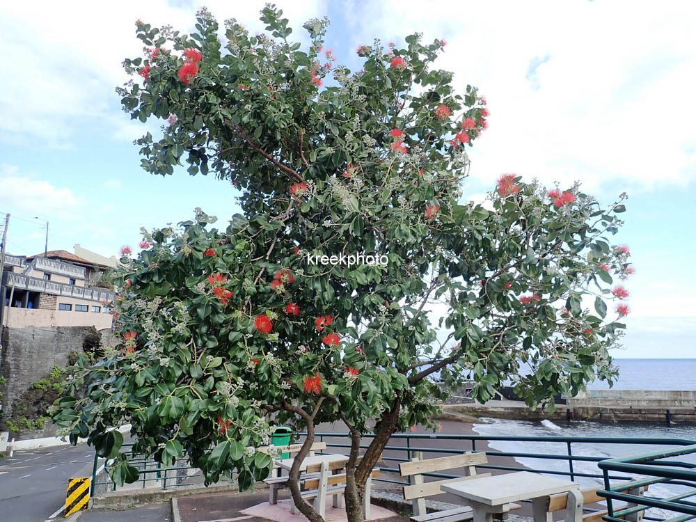 Metrosideros excelsa