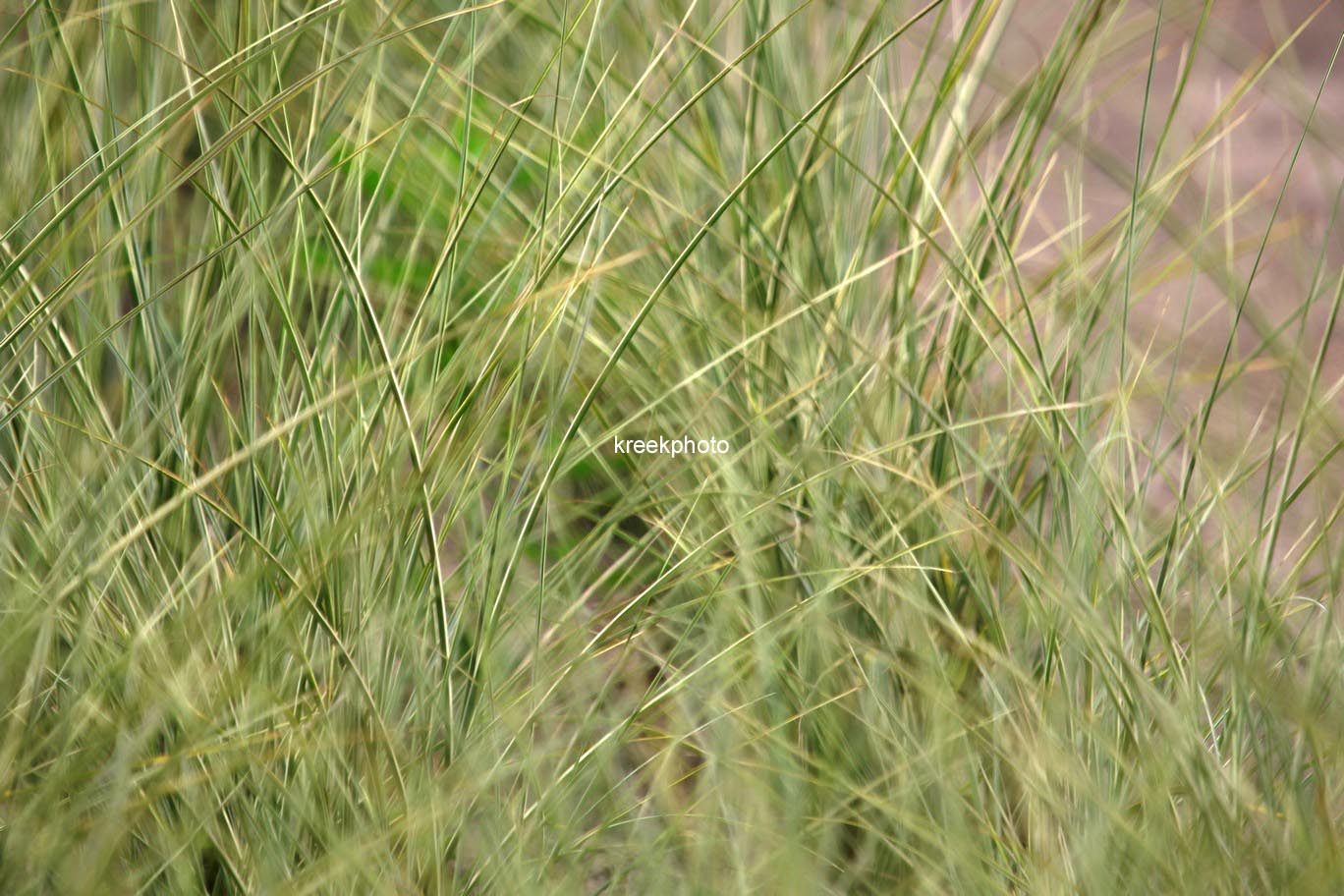 Miscanthus sinensis 'Morning Light'