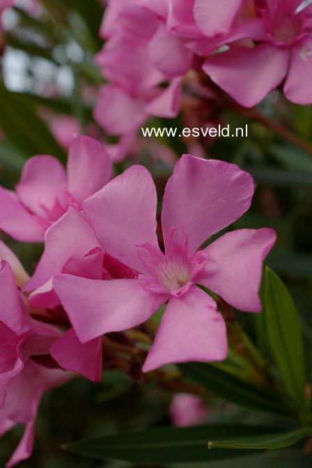 Nerium oleander