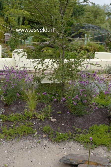 Nothofagus antarctica