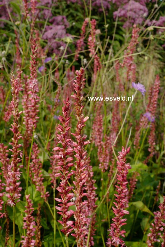 Persicaria amplexicaulis 'Orangofield'