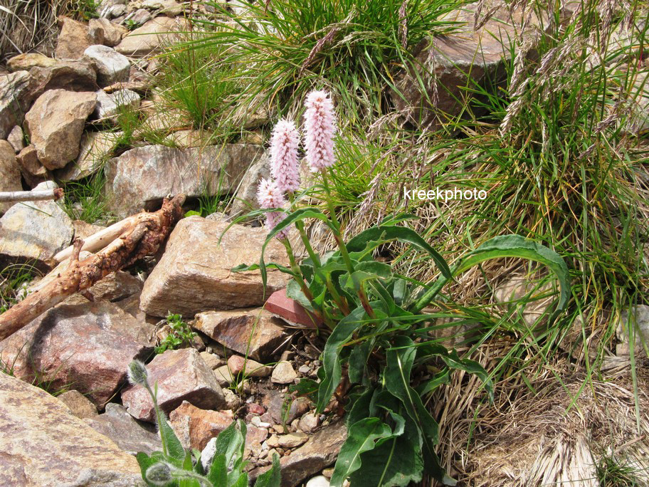 Persicaria bistorta