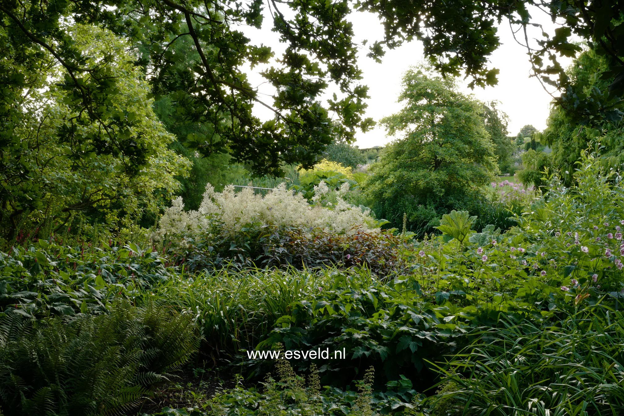 Persicaria polymorpha