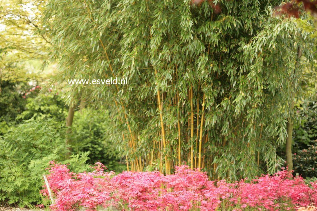 Phyllostachys aureosulcata 'Spectabilis'