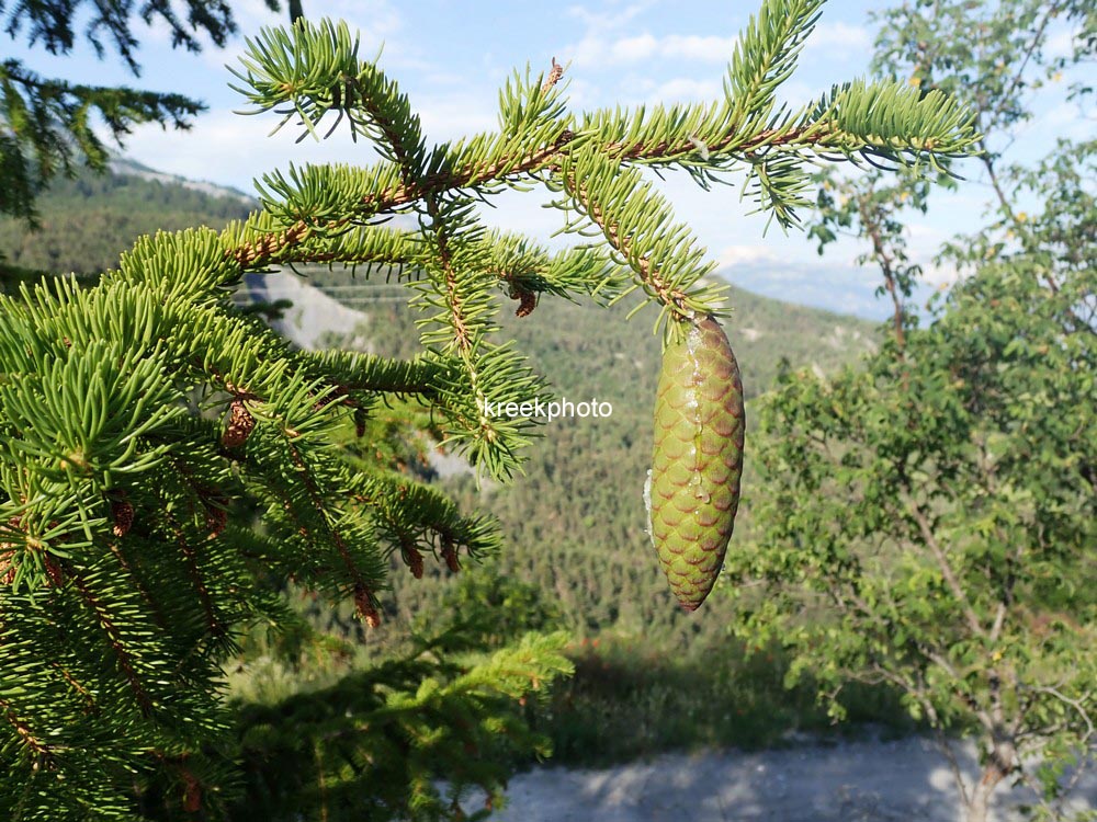 Picea abies