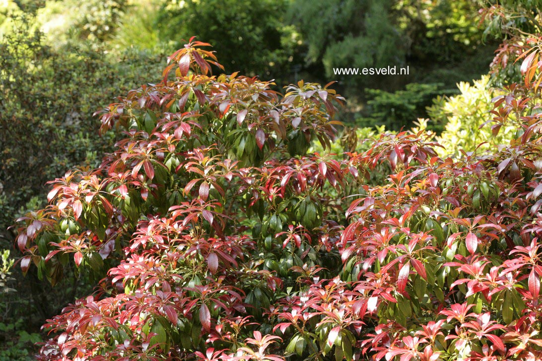 Pieris japonica 'Katsura'