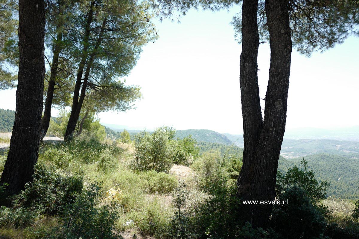 Pinus halepensis