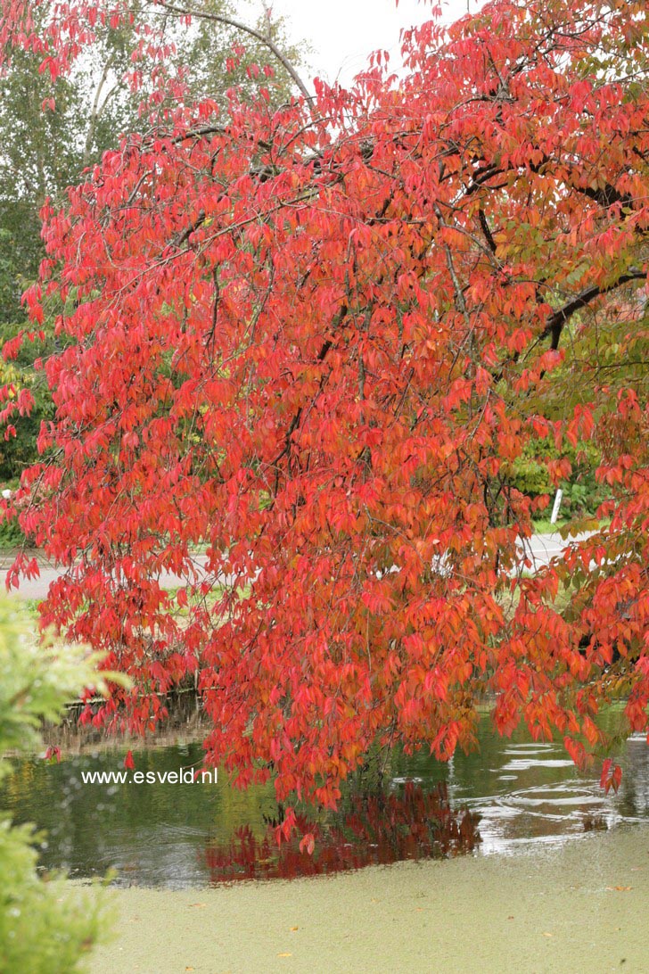 Prunus nipponica 'Felice'