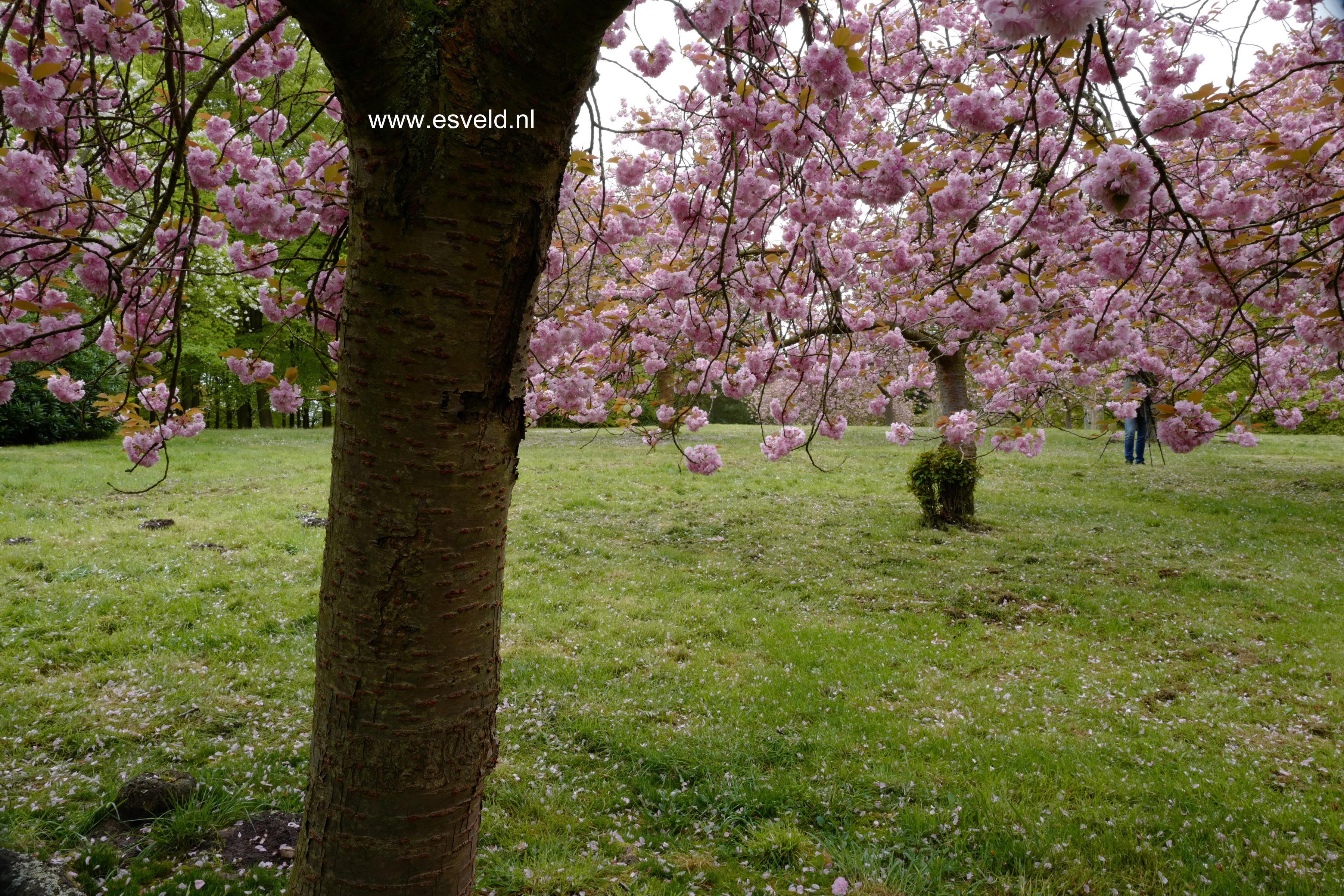 Prunus serrulata 'Kanzan'