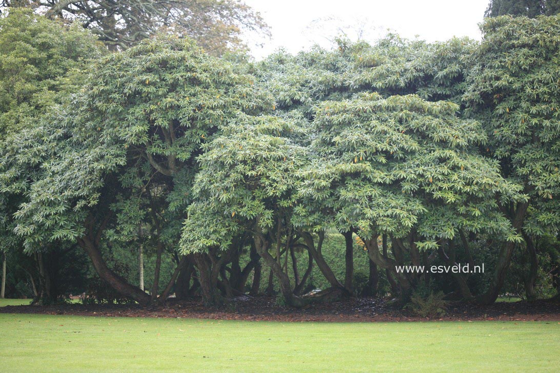 Rhododendron arboreum