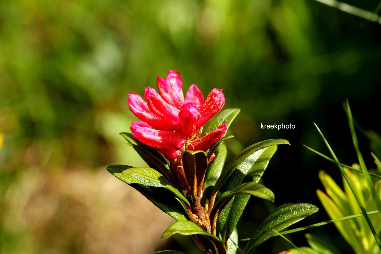 Rhododendron ferrugineum